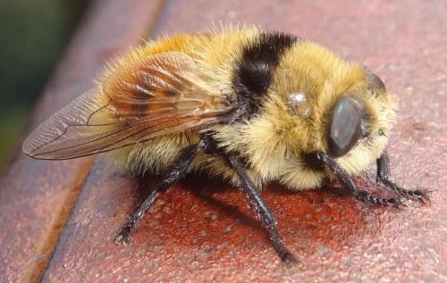 Cephenemyia stimulator